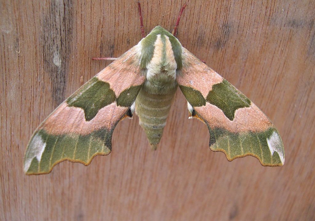 Lime Hawk-Moth